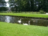 Swans-Sonsbeek-Arnhem