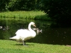 White-swan-Sonsbeek-Arnhem