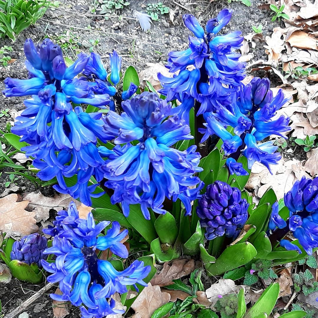 ---Netherlands--- Hyacinths, Gelderland
