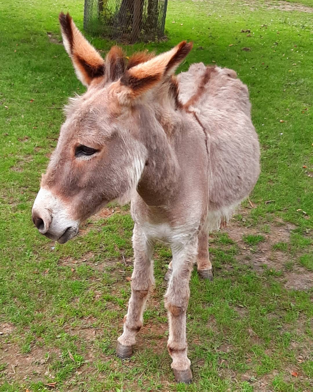 ---Netherlands--- Donkey, park Bronbeek, Gelderland
