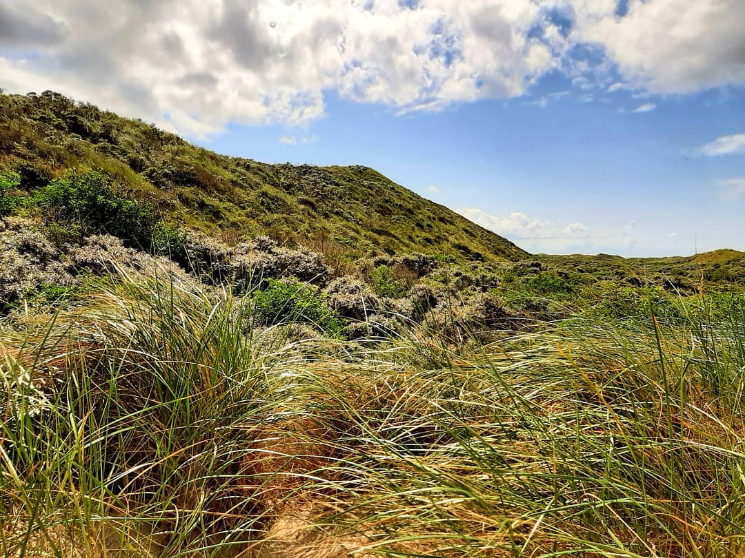 ---Netherlands--- Dunes/ Duinen, Zeeland