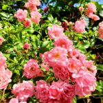 —Netherlands— Roses and sunny weather, Gelderland