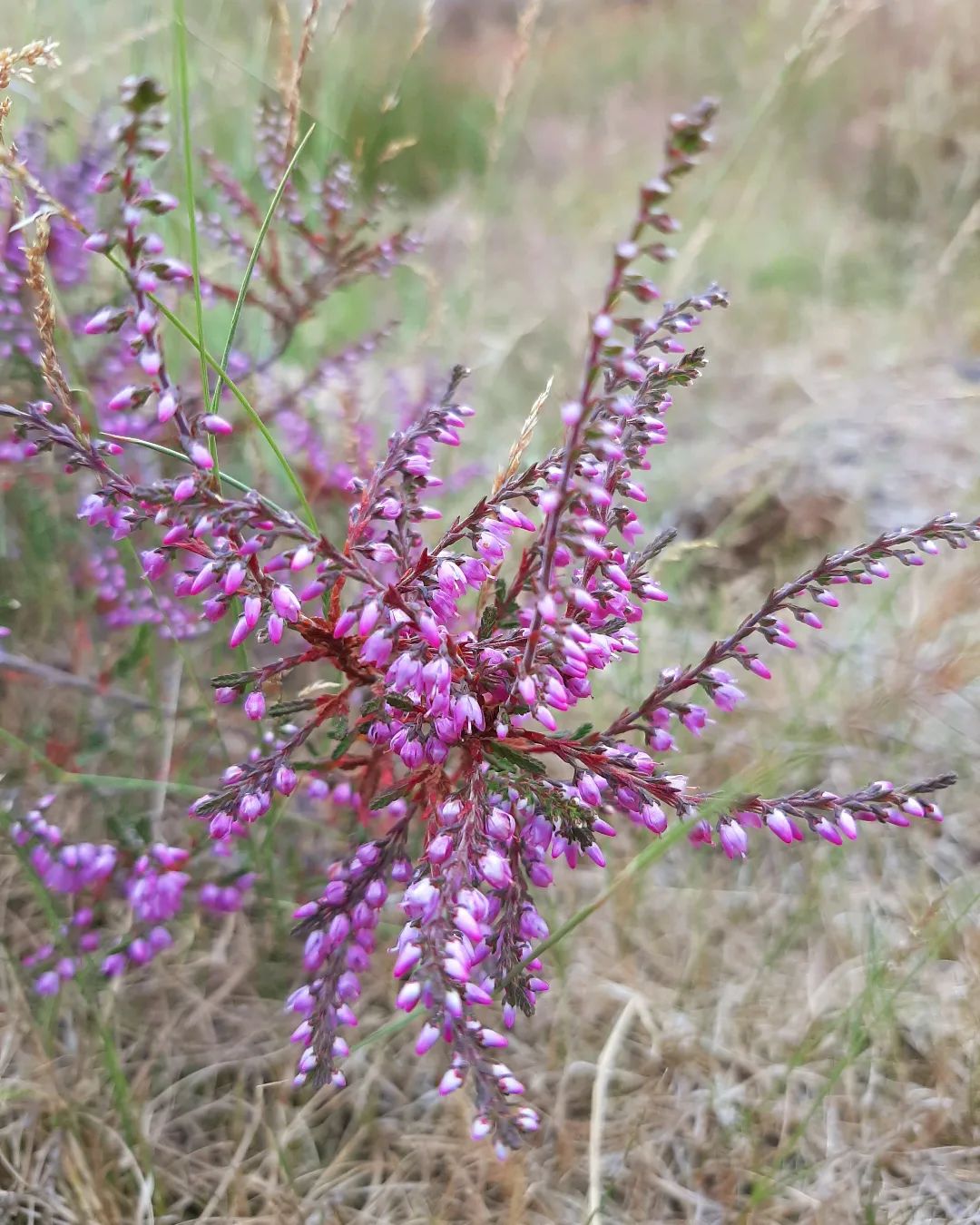 ---Netherlabds--- Beginnende heide in juli, Posbank, Gelderland