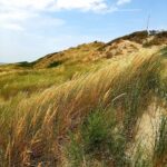 —Netherlands— Marram grass/Helm, Zeeland