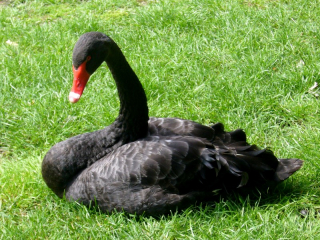 Black swans, Antwerp