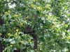 tulip-tree-garden-in-brummen-06-2013-001-2013-012