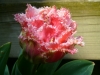 Crispion Love tulip