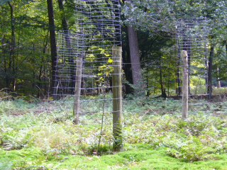 Veluwe national park,1
