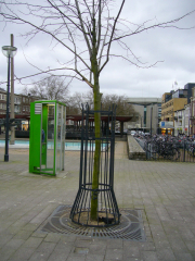 Taking-care-of-trees