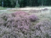 heather-in-Veluwe-20150906