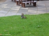Hyde park, Squirrel