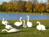 White swans, The Round pond, Hyde park