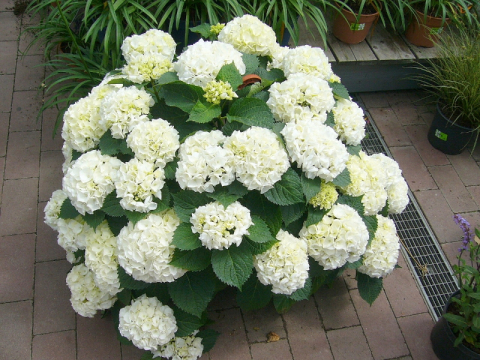 intratuin-duiven-06-2013-002