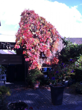 front-yard-1