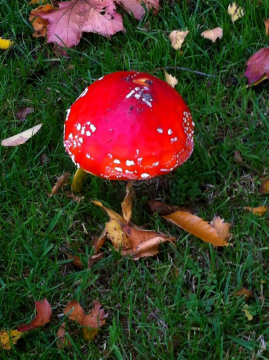 amanita -mushroom
