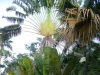 Palm,Ghana
