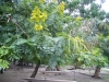acacia-Kumasi-Ghana