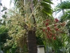 palm-Kumasi-Ghana-2
