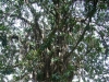 tree-Kumasi-Ghana-2