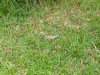 Lizard-Kumasi