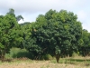 Kumasi-Ghana-12