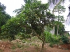 Orange-tree-Kumasi-Ghana-2