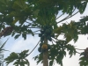 Kumasi-Ghana-9