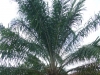 Kumasi-Ghana-8