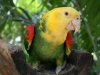 parrot_mexico