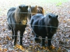 Ponies, the castle of Voorden, Netherlands