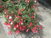 Garden Velp 2018, 1 (1)
