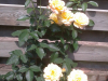 Garden Velp 2018, 1 (2)