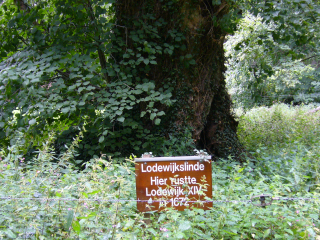 Old lime, Vorden