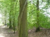 Beeches, Vorden