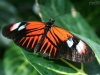 The museum of butterflies, Toronto, Canada, Butterfly_1