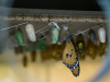 The museum of butterflies, Toronto, Canada, Butterfly_3