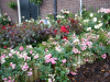 Rose festival 2010 in Lottum Netherlands-003