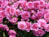 Rose festival 2010 in Lottum Netherlands-005