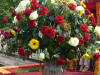 Rose festival 2010 in Lottum Netherlands-007