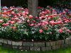 Rose festival 2010 in Lottum Netherlands-009