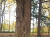 de-boom-twilling-verwolde