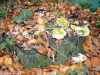 de-boomstomp-verwolde