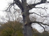 de-dikste-eik-van-holland-2