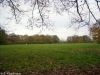 de-koe-verwolde