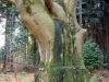 de-oude-boom-verwolde