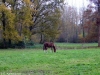 het-paard-verwolde