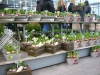 Winter show 2014 in Duiven -001