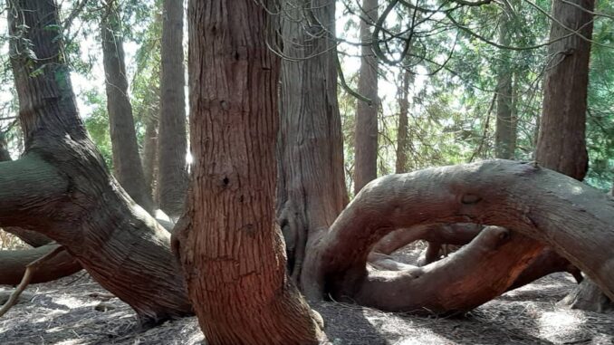 De reuzenlevensboom (Thuja plicata), Roozendaal