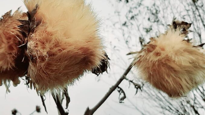 Herbs garden, Doornenburg, Gelderland