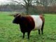 The Dutch Belted cattle breed